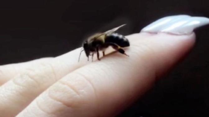 What’s your favorite insect?