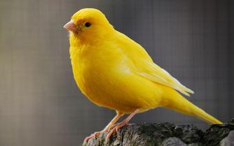 What is your favourite colour and would you like me to tell you its use or what it says about your personality?