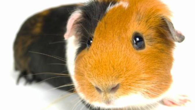 Do you have nicknames for your pets?