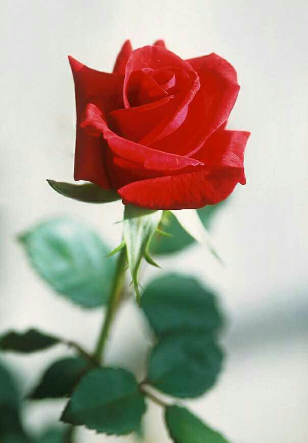 Small gift for a second date?