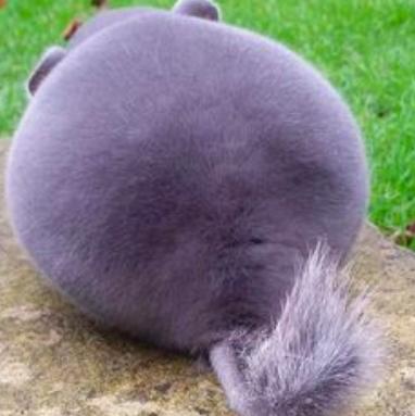 Do you think animal butts are cute?