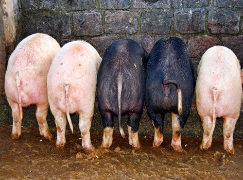 Do you think animal butts are cute?
