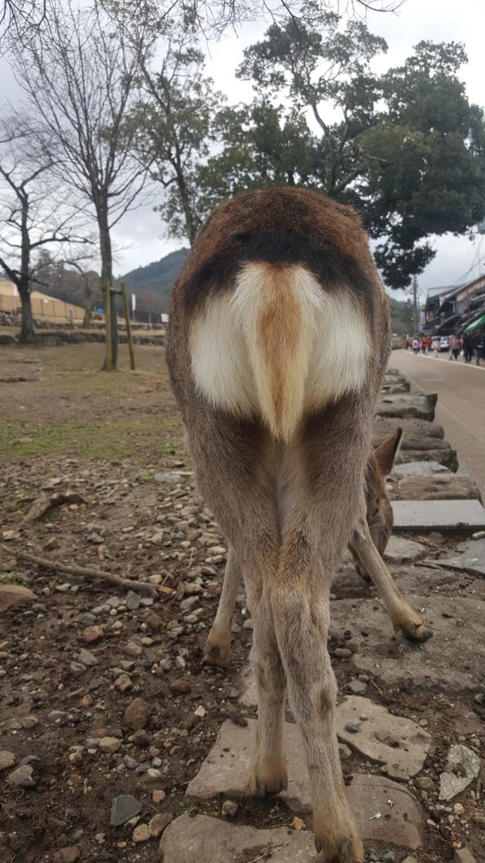 Do you think animal butts are cute?
