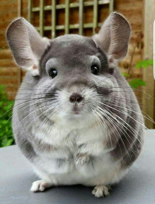 Do you think animal butts are cute?