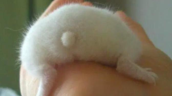 Do you think animal butts are cute?