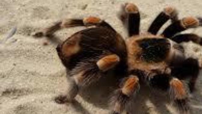 Why are tarantulas such hairy spiders and did you know their venom virtually is harmless to humans?