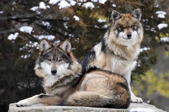 If you see a wolf would you shoot it?