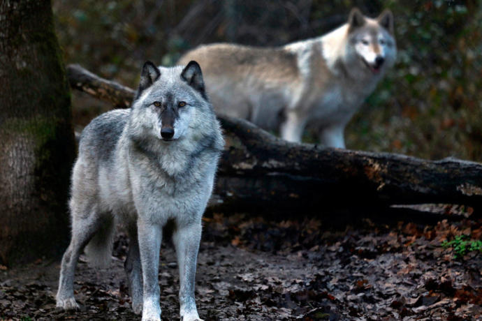 If you see a wolf would you shoot it?