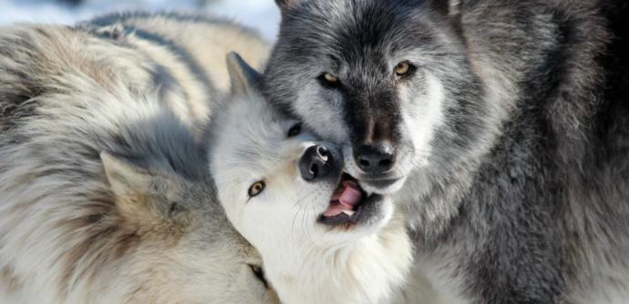 If you see a wolf would you shoot it?