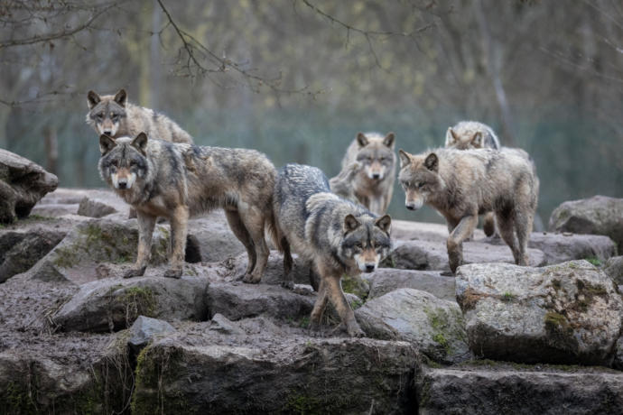 If you see a wolf would you shoot it?