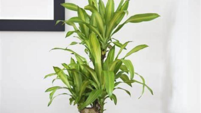 Do you like indoor or outdoor plants better?