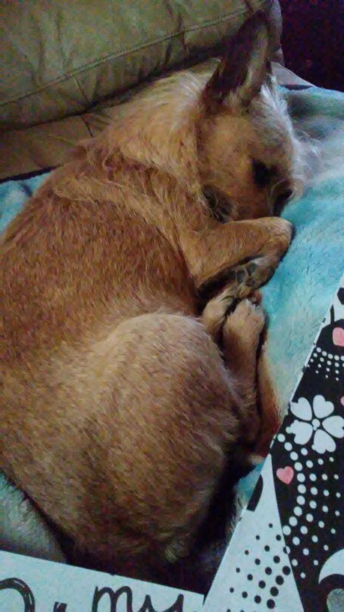 This is doshea our long hair Chihuahua