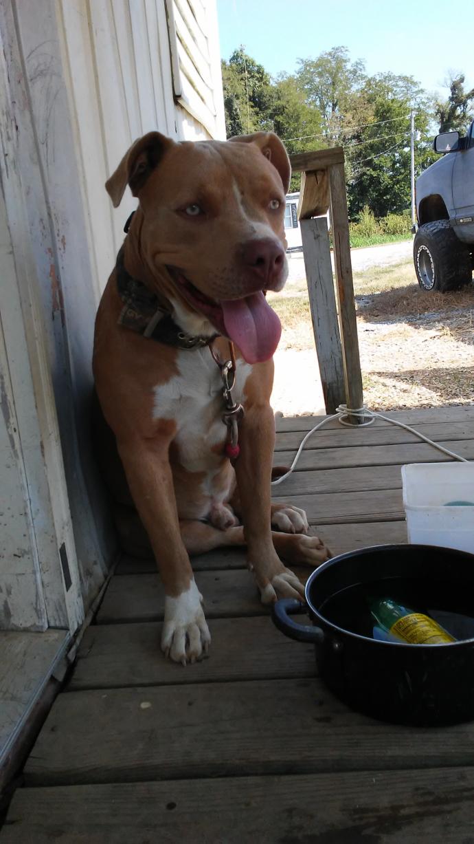 This is dodger our pitbull ( a very old picture of him )