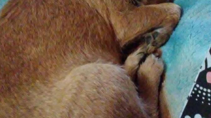 Which home is good for dogs?