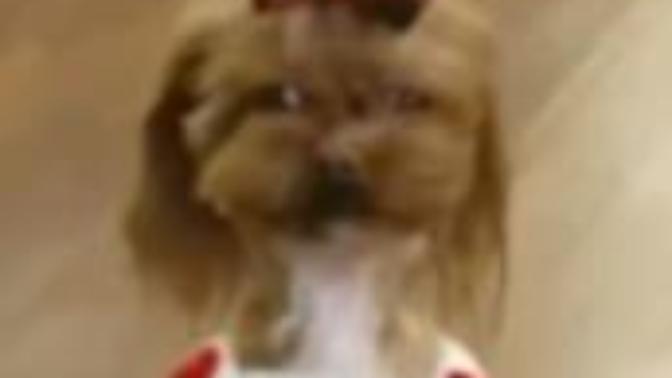 What are some cute things that are actually really sad?