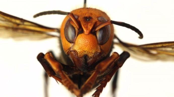 Asian giant hornet