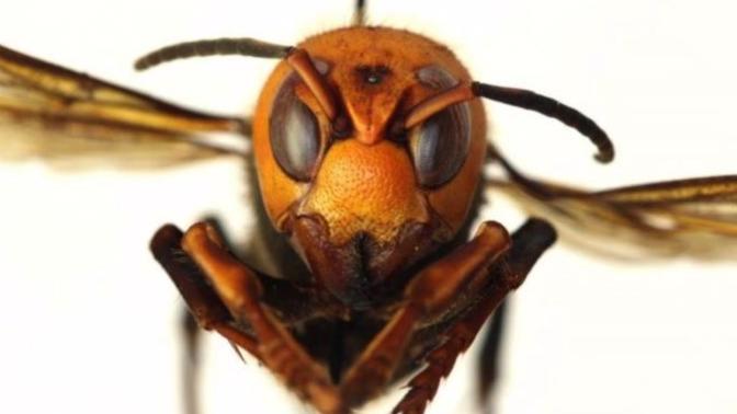 Those who live in the West coast (USA), have you encountered any giant hornets yet?