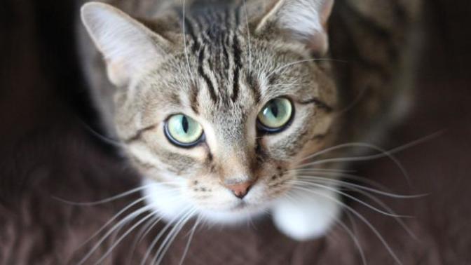 What do cats think about us humans?