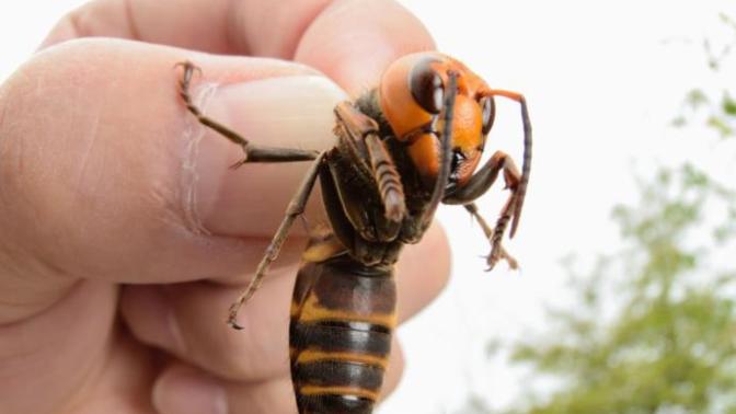 "Murder hornets" have now entered the U. S. — and they could decimate the honeybee population. Are you scared of murder hornets?