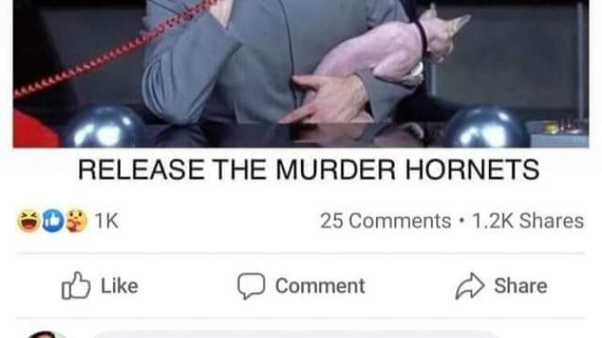 What do you think about these “Murder Hornets”?