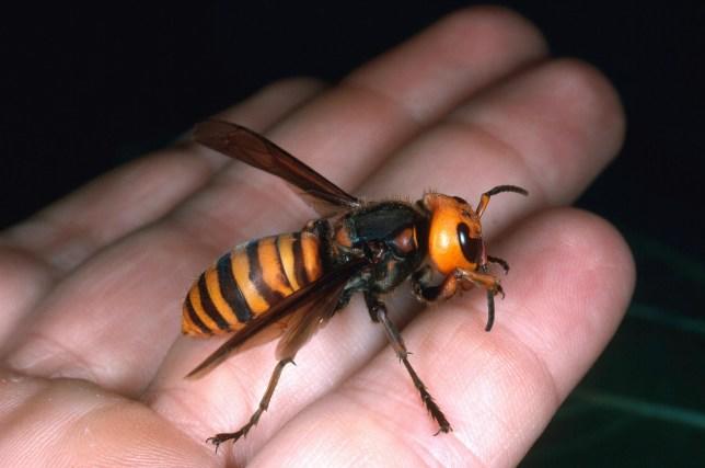 Do murder hornets deserve to exist?