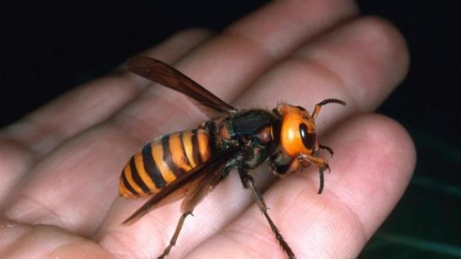 Do murder hornets deserve to exist?