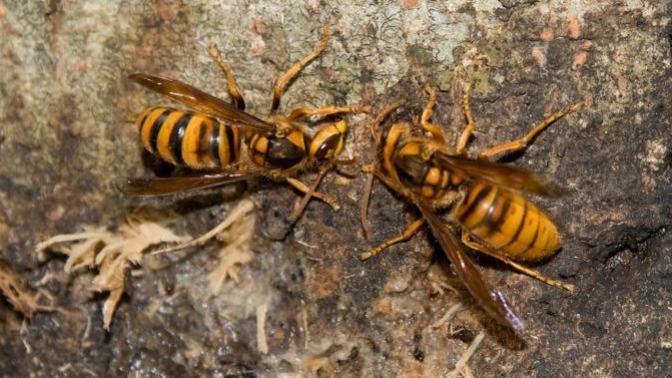 If you thought the Asian Giant Hornets were bad, let me introduced you the Japanese Hornet?