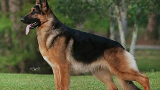 What would you name a German Shepherd, if you had one?