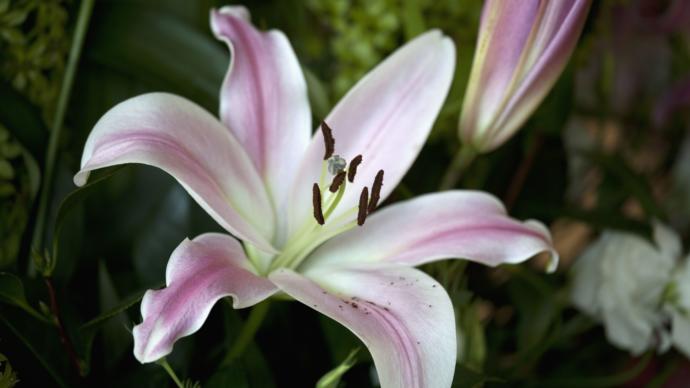 Do you know the name of the flower?