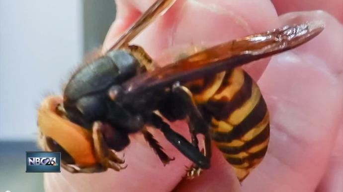 Have you seen the Asian Giant Hornet yet in the United States?