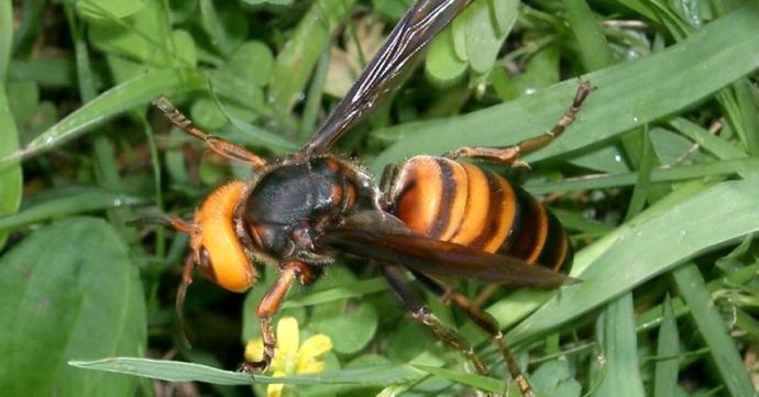 Have you seen the Asian Giant Hornet yet in the United States?