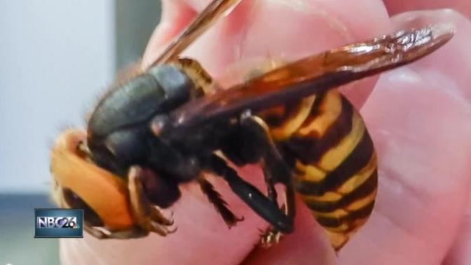 Have you seen the Asian Giant Hornet yet in the United States?
