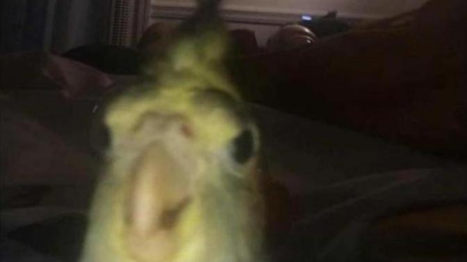 If this was your pet, what would you name it?