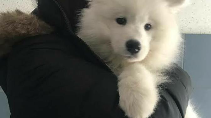 What would you name your pet?