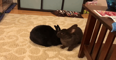 Caption this photo of smitten Thumper and his love interest Miss Bunny?