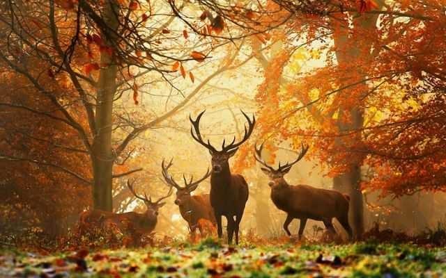 Why do you like winter very much? What is your favourite season? In your favourite season which country do you like to live?