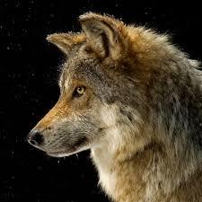 Are you a wolf or a sheep?