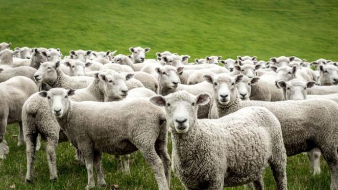 Are you a wolf or a sheep?
