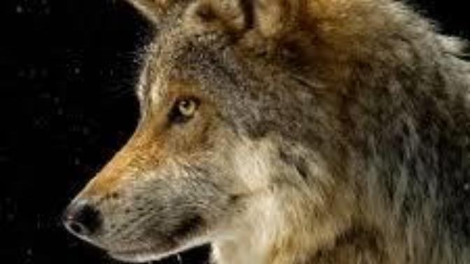 Are you a wolf or a sheep?