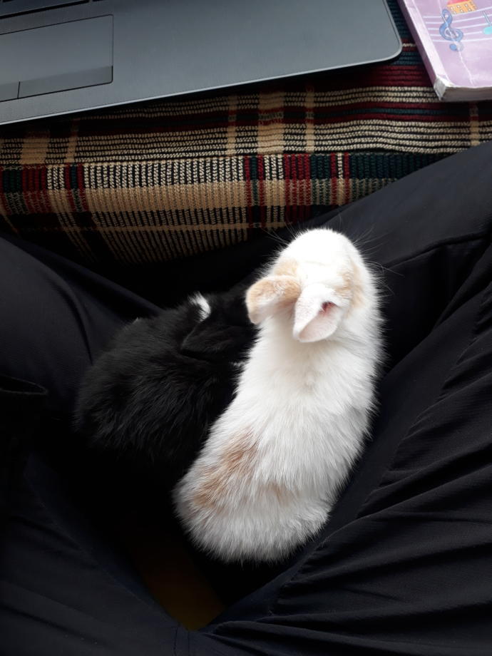 My rabbits constantly lick my body, what does that mean? Sexuality