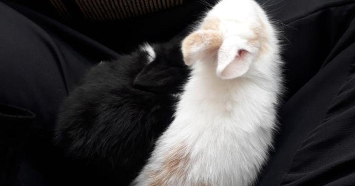 My rabbits constantly lick my body, what does that mean? Sexuality