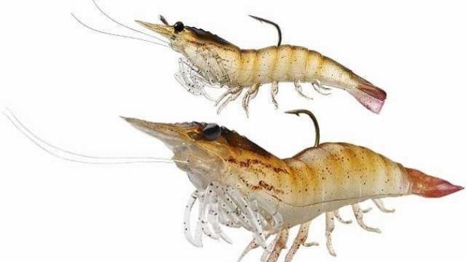 People who eat shrimp are gross, agree?
