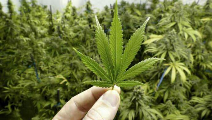 Do you think that after a few years marijuana becomes fully legal? have you tried it? If you havent tried it why havent you? are u for or against?