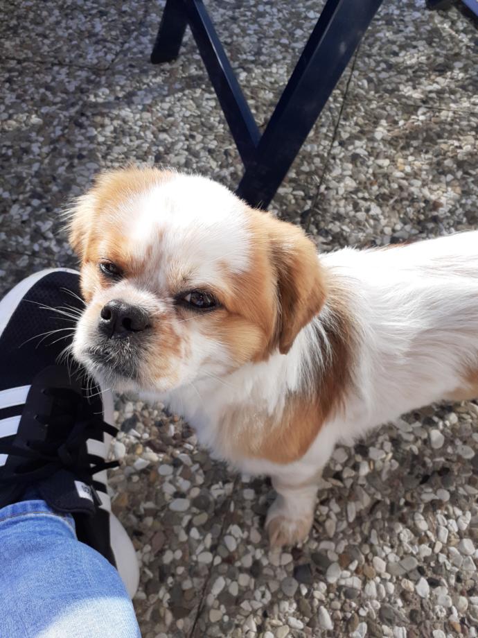 How Is it possible to learn know a good looking girl when you go for the dog?