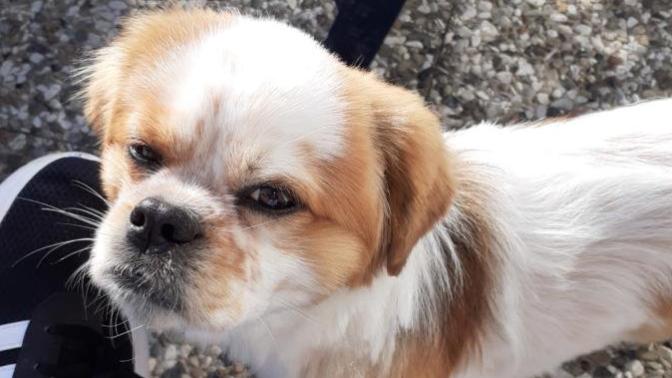 How Is it possible to learn know a good looking girl when you go for the dog?