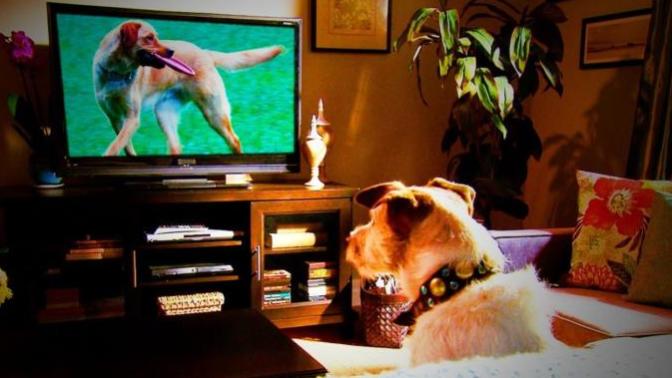 What's your favorite movies?
