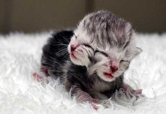 Cute or creepy?