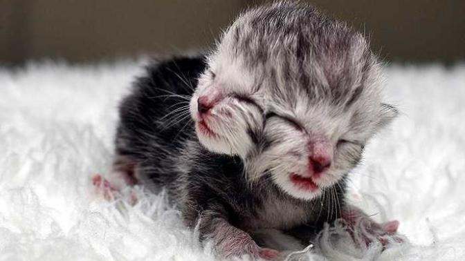 Cute or creepy?