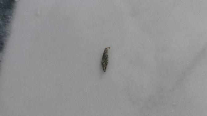 Can you identify what this insect is?