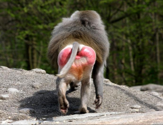 Guys out if curiosity, why when you sit you keep your legs really apart displaying your private parts😂?